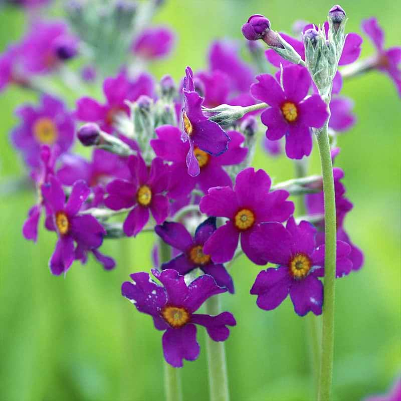 beesiana