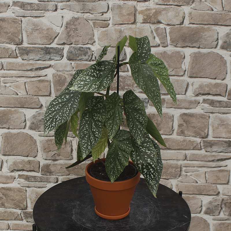 Begonia silver angel wings 