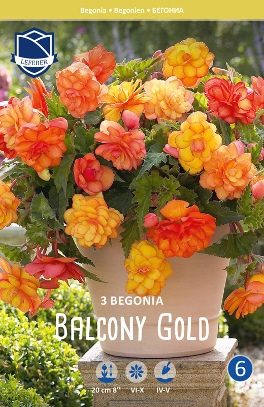 Sommerlige gule orange og lyserøde begonia