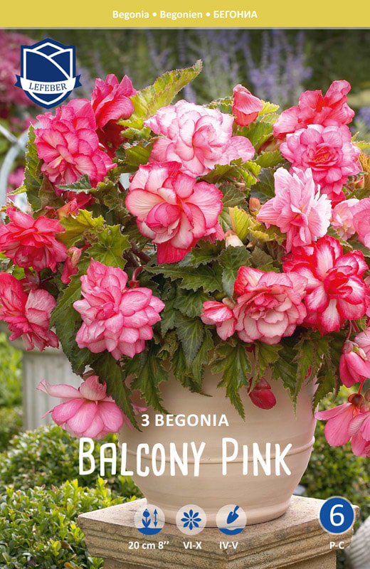 Pink rosa Begonia krukker hængende