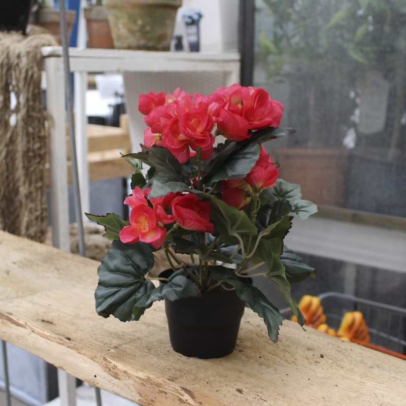 plante med røde blomster