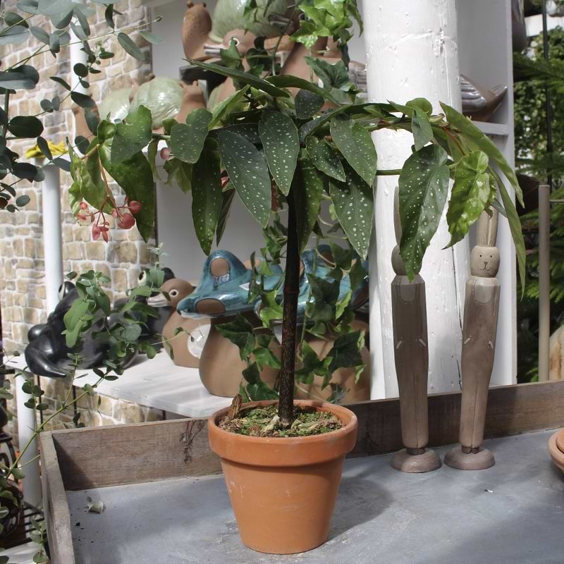 Begonia maculata Tamaya