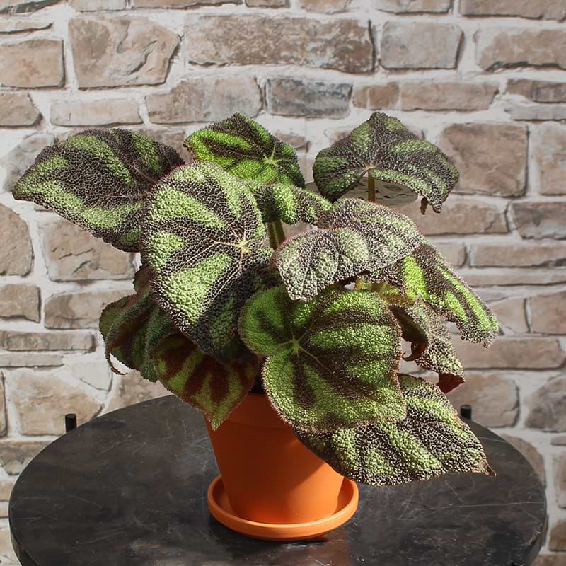 Begonia Masoniana med stribede blade