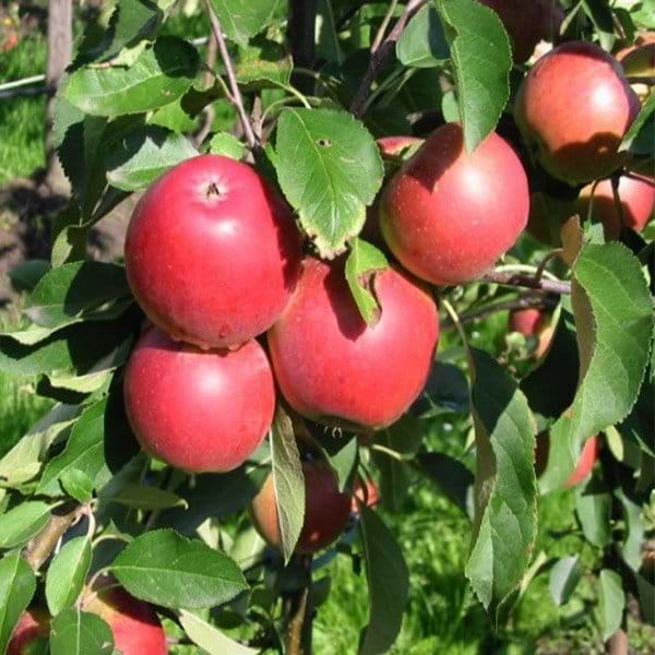Æbletræ røde æbler