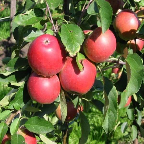 Æbletræ (Malus domestica 'Bellida') Flere varianter