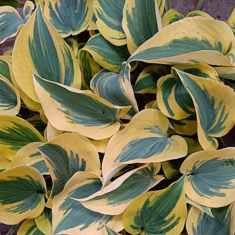 Hosta Ben Vernooij
