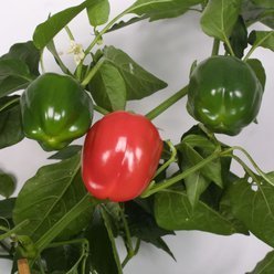 Peberplante 'Bendigo' ØKO