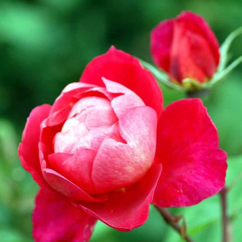 Benjamin Britten rose og knop