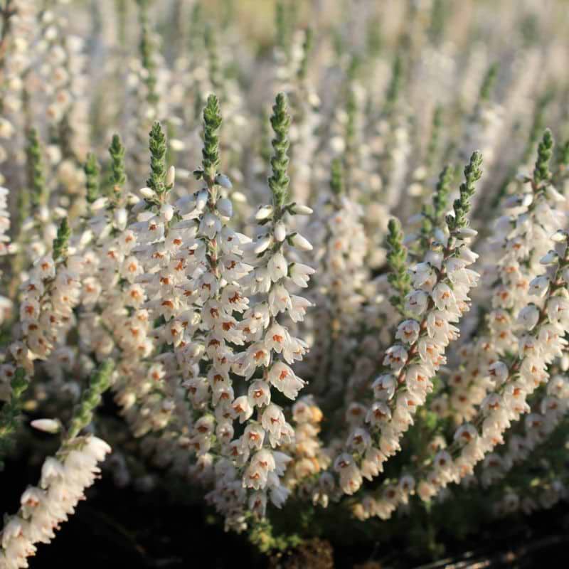 'Beoley Silver' efterårslyng