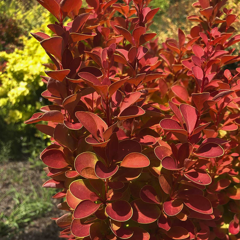 Berberis (Thunbergii 'Orange Ice'