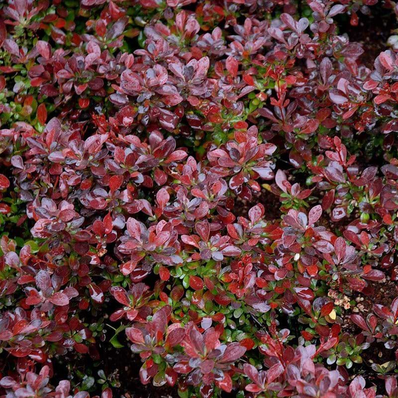 Berberis busk