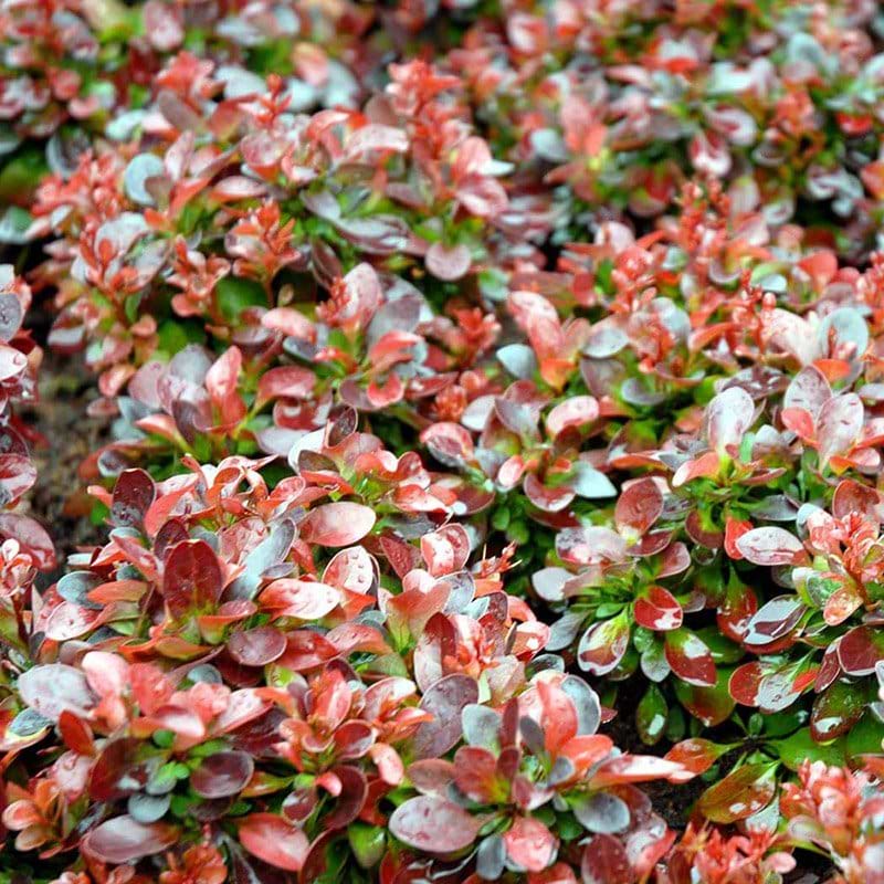 Berberis Bagatelle