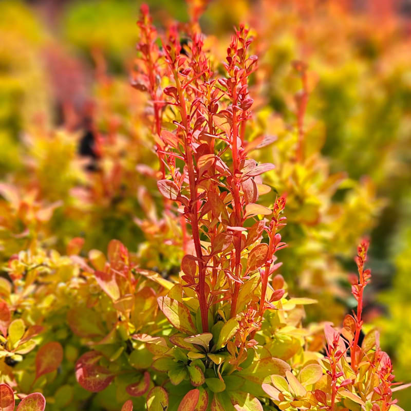 Berberis (Thunbergi 'Yellow Tower')
