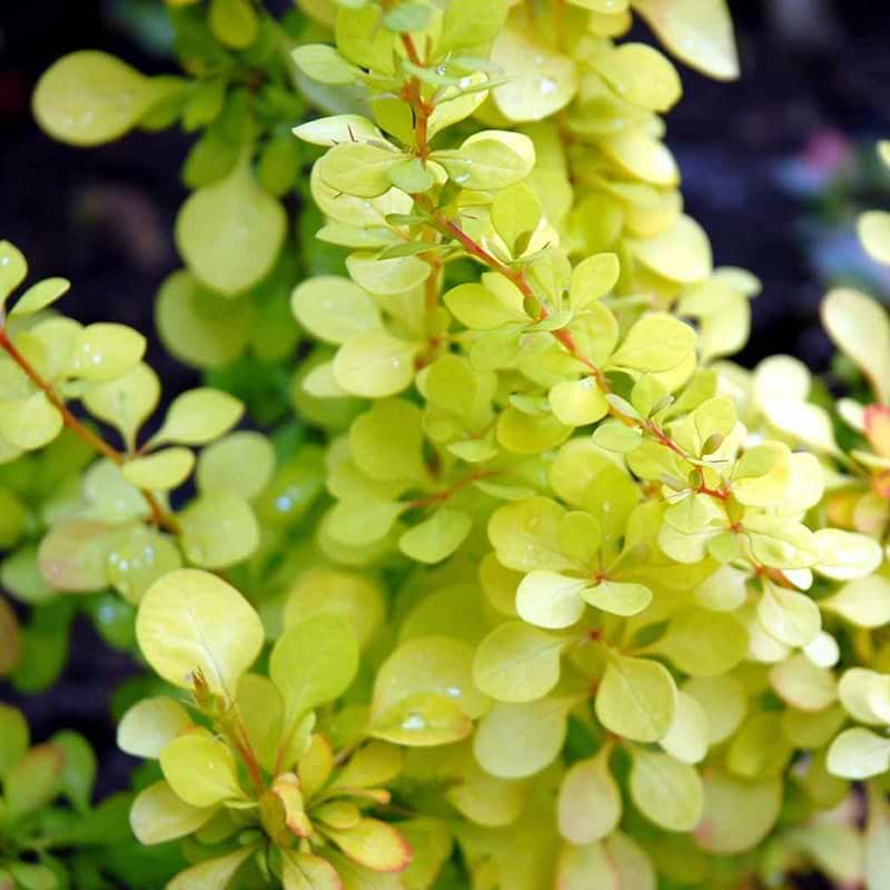 Berberis Aurea blade