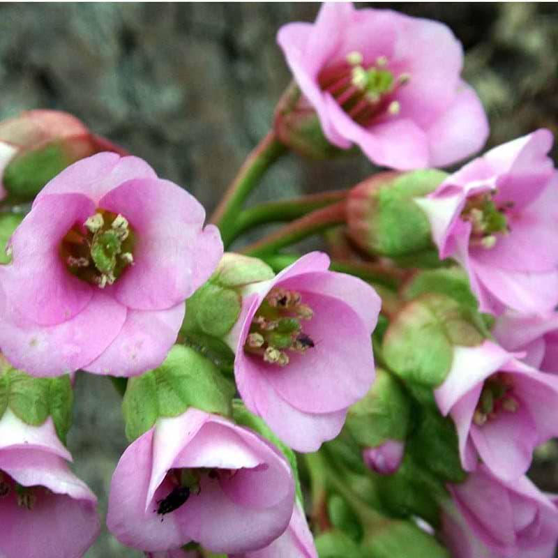 Kæmpe stenbræk Bergenia Baby Doll lilla