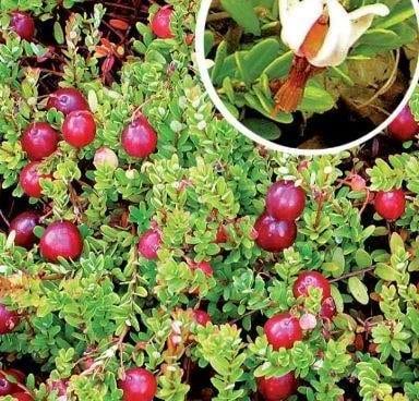 Vaccinium macrocarpon Bergman