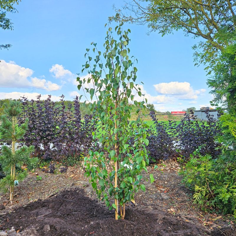 Kobberbirk Cacao