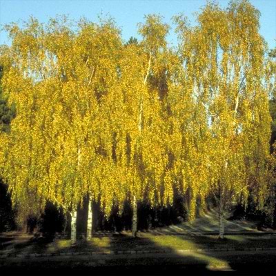 Vortebirk Betula Verucosa