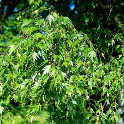 Birk Fligbladet (Betula pendula 'Laciniata')