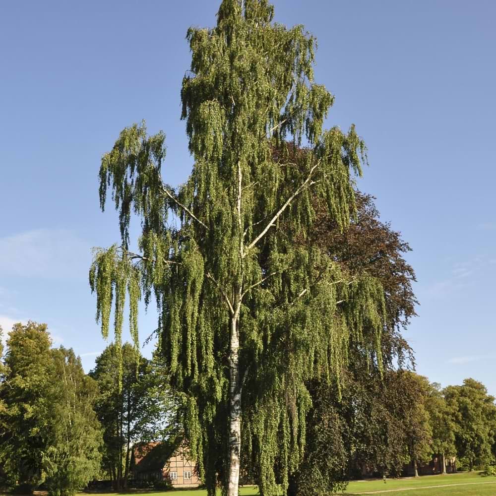 Hængebirk