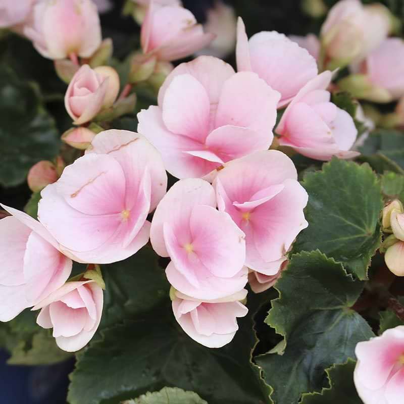 Betulia rosa