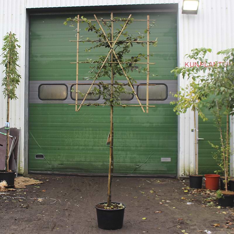 Avnbøg Kugleformet (Carpinus betulus) Espalier - Flere varianter