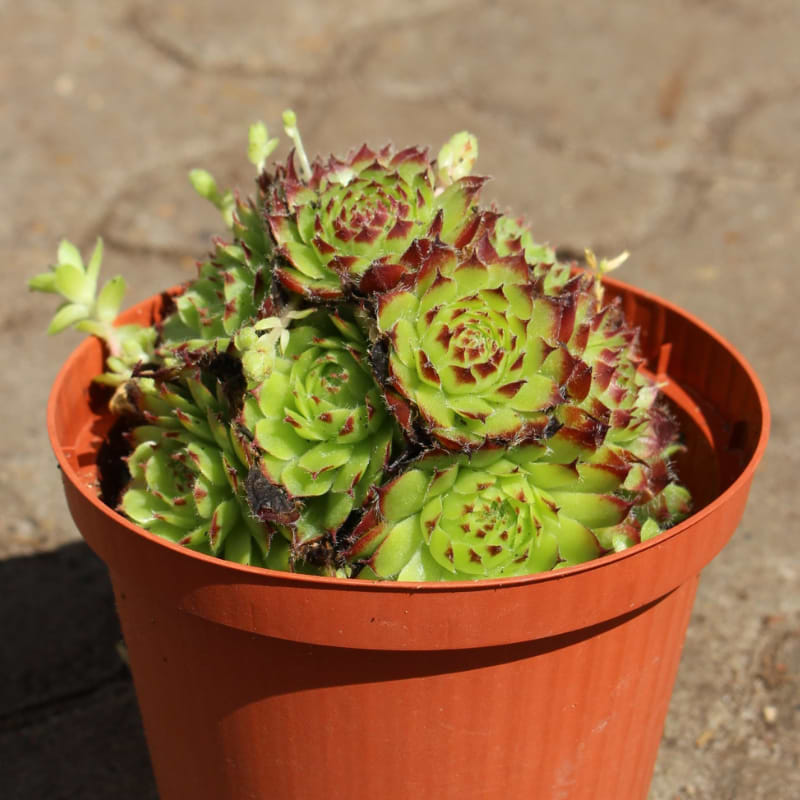 Husløg (Sempervivum 'Bicolor')