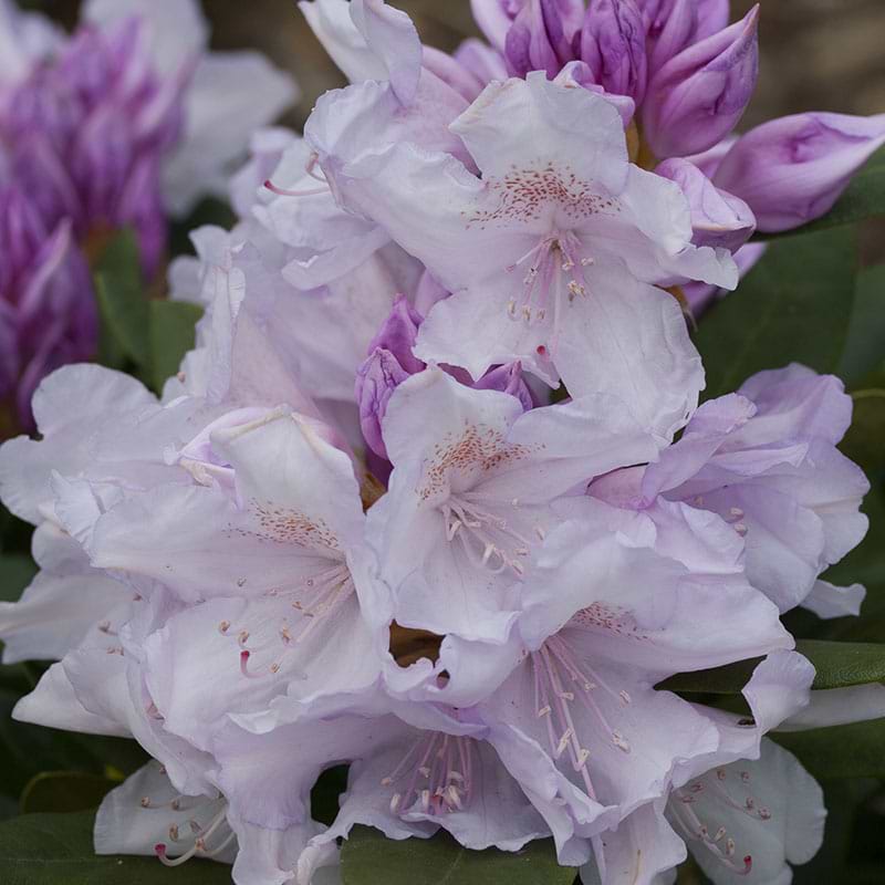 Biko rhododendron