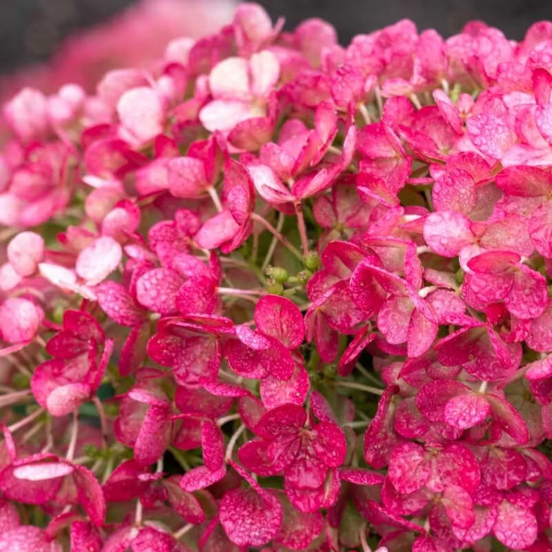 Living Hortensia (Hydrangea paniculata 'Little Rosy') - Flere Varianter