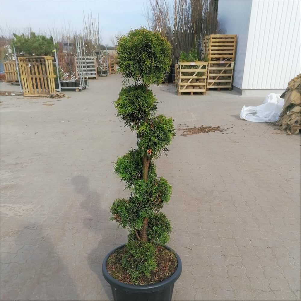 Thuja bonsai (Thuja occidentalis 'Smaragd') 100-125 cm 