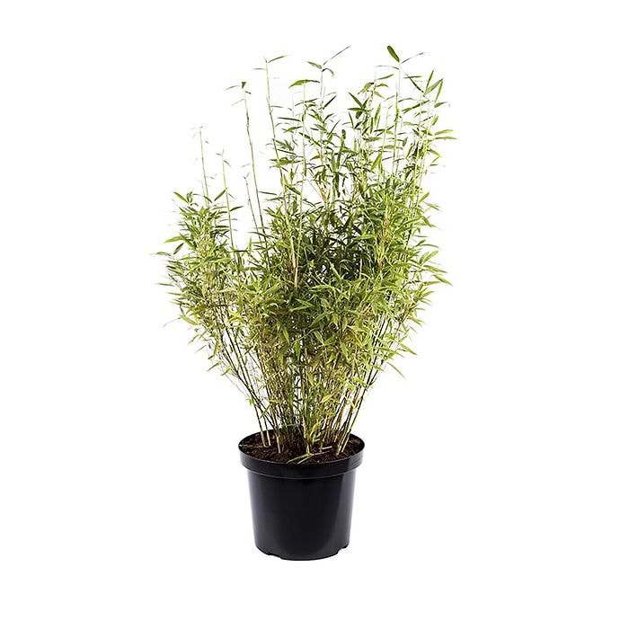 Bambus Gul (Fargesia murielae 'Bimbo') 50-70 cm