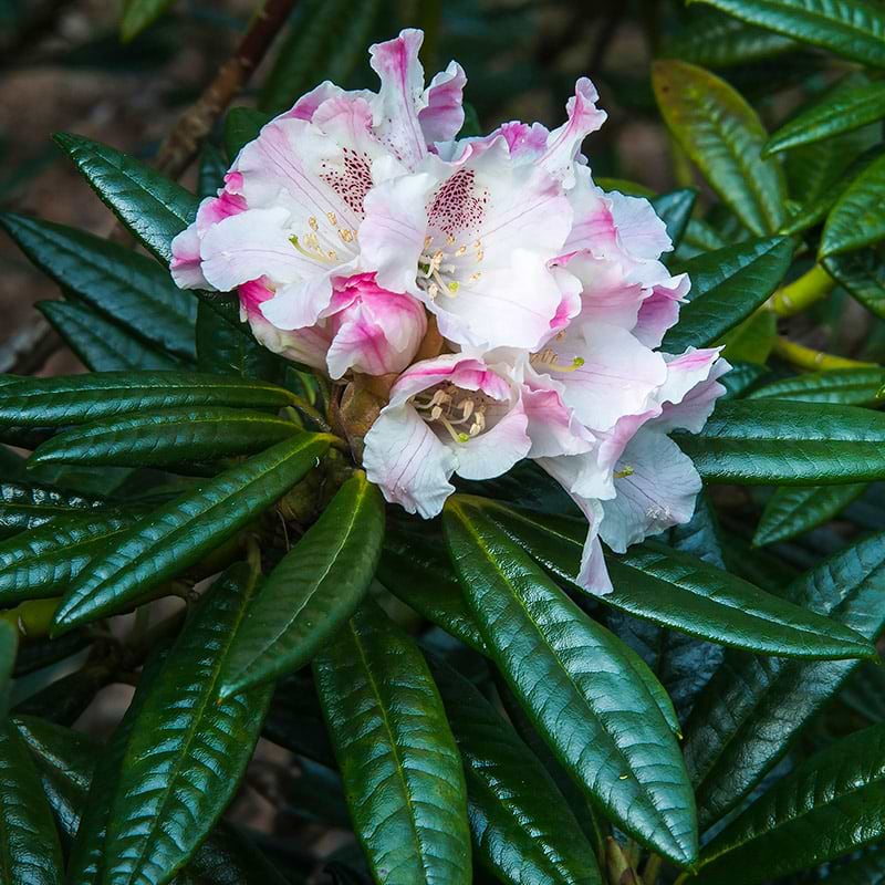 Rhododendron (Rhododendron insigne x proteoides 'Birk's Dane') 