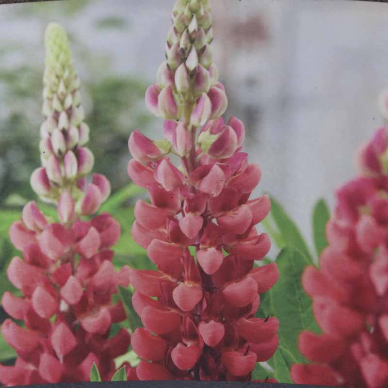 lupin bishop tipple