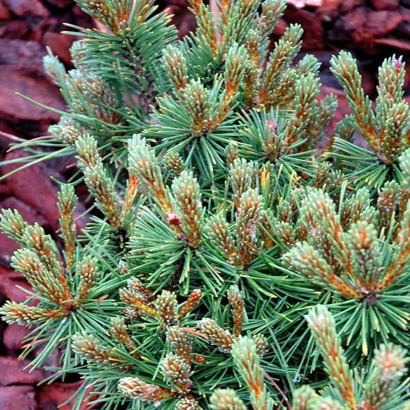 Bjergfyr Pinus mugo Benjamin