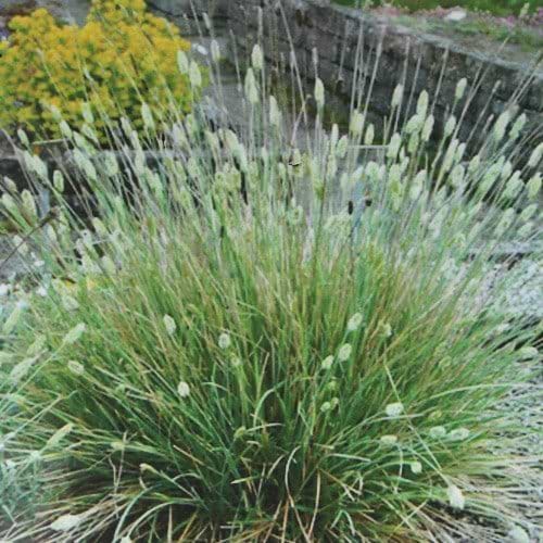 Sesleria nitida