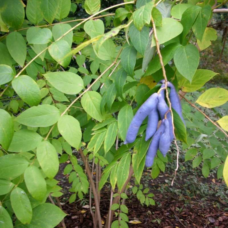 Blåbælg Decaisnea fargesii
