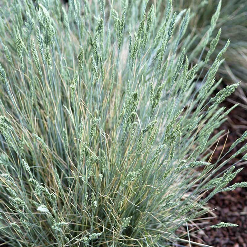 Festuca glauce