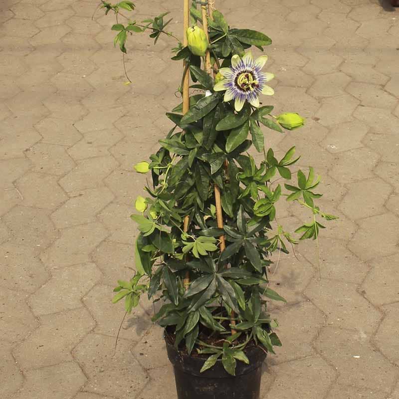 passionsblomst blå