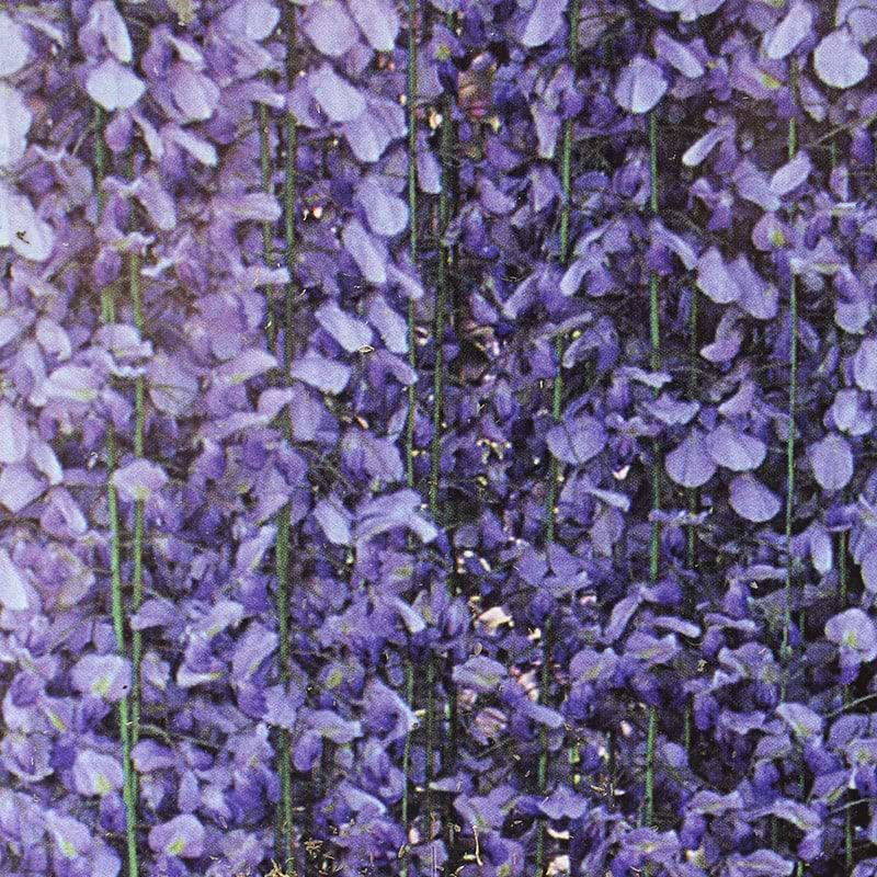 Blåregn blomster