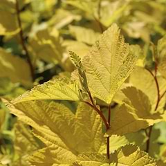 blærespiræa (Physocarpus opu. 'Darts Gold') 30-60 cm