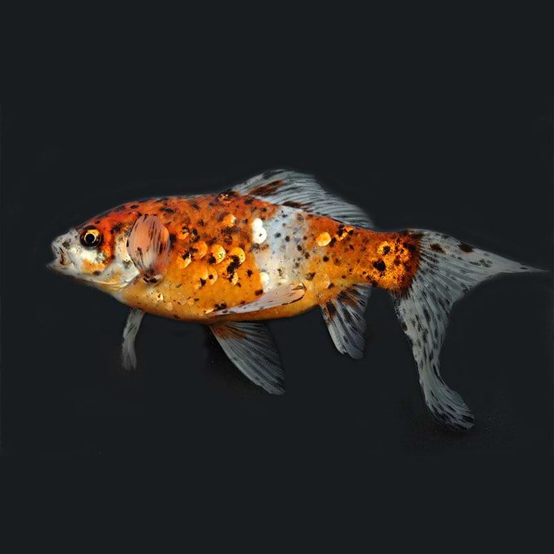 fisk