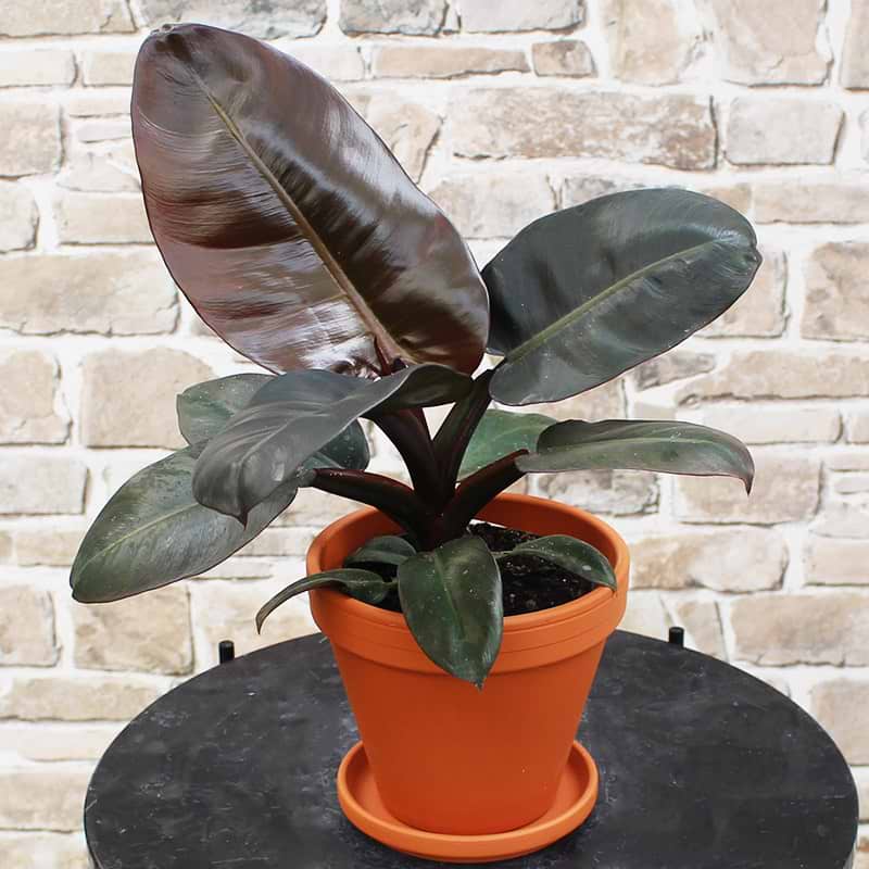 Philodendron Black