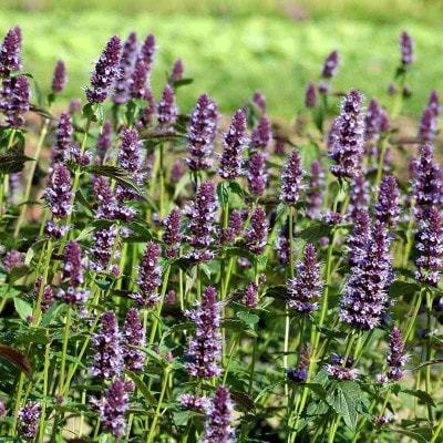 Agastache Black Adder