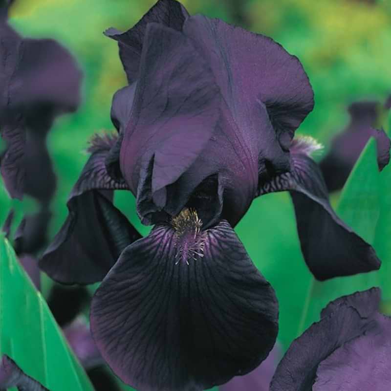 Black knight iris