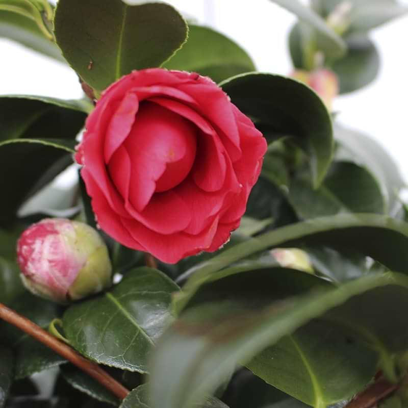 Rød kamelia
