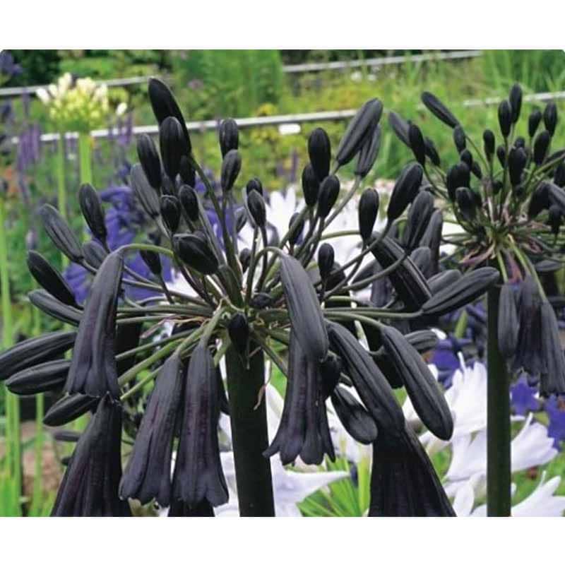 Skærmlilje (Agapanthus 'Black Magic') - Flere varianter