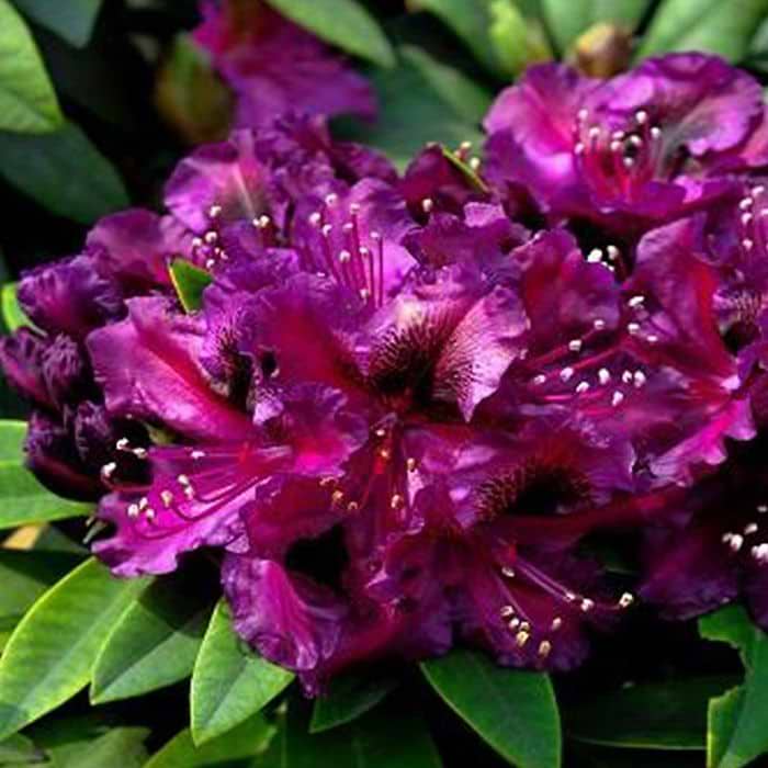 Rhododendron (Rhododendron hybrid. 'Black Pearl') 30-40 cm