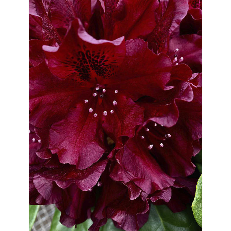 Rhododendron 'Black Widow'