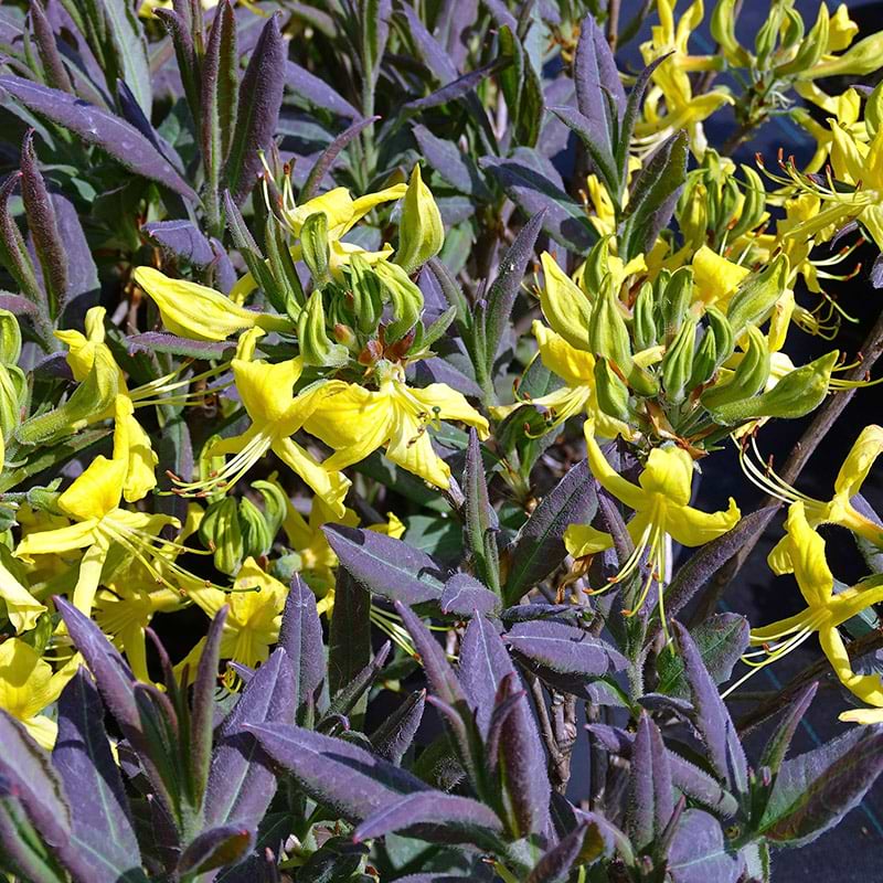 Løvfældende azalea luteum Blaues Wunder
