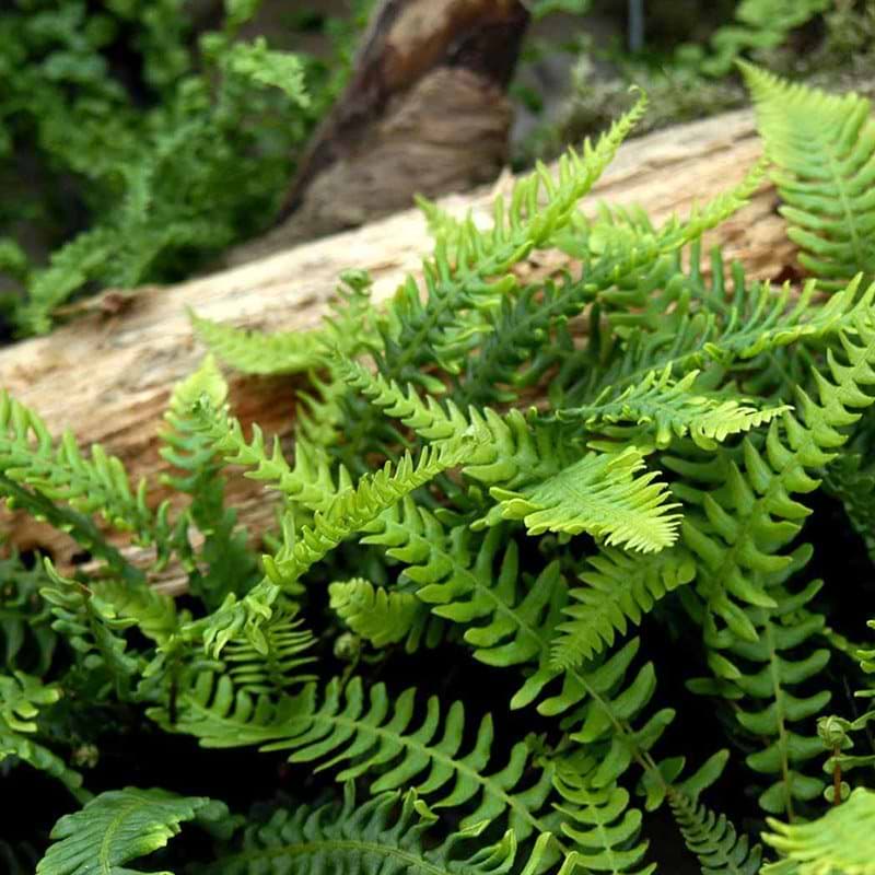 Kambregne Blechnum 